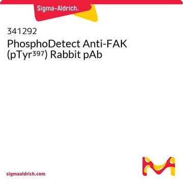 PhosphoDetect Anti-FAK (pTyr³⁹⁷) Rabbit pAb