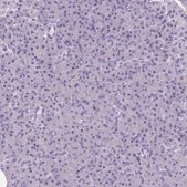 Anti-SLC8A2 antibody produced in rabbit Prestige Antibodies® Powered by Atlas Antibodies, affinity isolated antibody, buffered aqueous glycerol solution
