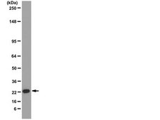 Anti-Y14 Antibody, clone 4C4 clone 4C4, from mouse
