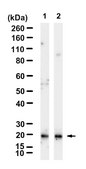 Anti-ANGPTL8 Antibody, clone 2K17 ZooMAb® Rabbit Monoclonal recombinant, expressed in HEK 293 cells