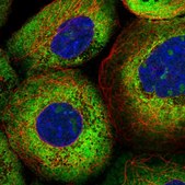 Anti-LARP4B antibody produced in rabbit Prestige Antibodies® Powered by Atlas Antibodies, affinity isolated antibody