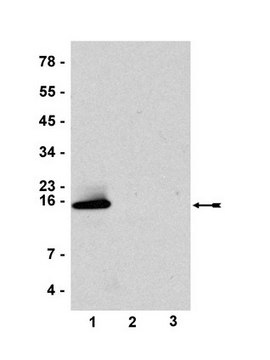 Anti-Histone H2B Antibody, testis variant serum, Upstate&#174;