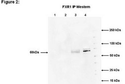 RIPAb+ FXR1 - RIP Validated Antibody and Primer Set from mouse