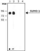 抗SUMO-1 ウサギ宿主抗体 affinity isolated antibody, buffered aqueous solution