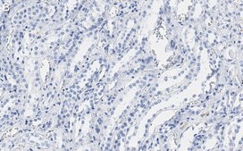Anti-CDC5L Antibody, clone 4F8 ZooMAb® Rabbit Monoclonal recombinant, expressed in HEK 293 cells