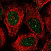 Anti-BEND7 antibody produced in rabbit Prestige Antibodies® Powered by Atlas Antibodies, affinity isolated antibody, buffered aqueous glycerol solution