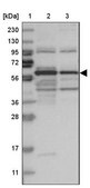 Anti-ARHGEF3 antibody produced in rabbit Prestige Antibodies® Powered by Atlas Antibodies, affinity isolated antibody, buffered aqueous glycerol solution