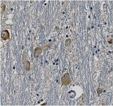 Anti-Synaptotagmin-7 Antibody, clone N275/14 clone N275/14, from mouse