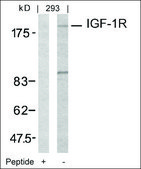 Anti-IGF1R (Ab-1161) antibody produced in rabbit affinity isolated antibody