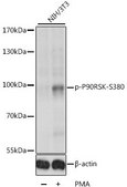 Anti-Phospho-P90RSK-S380 antibody produced in rabbit