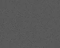 NIH 3T3 Cell Line murine NOTE: Both the cell line and DNA from the cell line may be available for this product. Please choose -1VL or VIAL for cells, or -DNA-5UG for DNA, 93061524, mouse embryo, Fibroblast