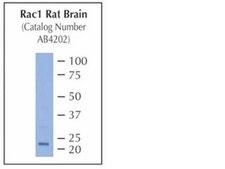 Anti-Rac1 Antibody from rabbit