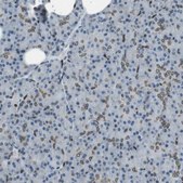 Anti-TMX4 antibody produced in rabbit Prestige Antibodies® Powered by Atlas Antibodies, affinity isolated antibody, buffered aqueous glycerol solution