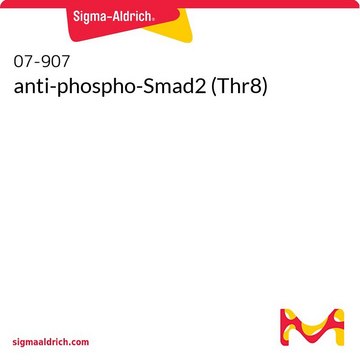 anti-phospho-Smad2 (Thr8)