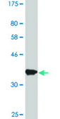 Monoclonal Anti-IPO7, (C-terminal) antibody produced in mouse clone 4G6, purified immunoglobulin, buffered aqueous solution