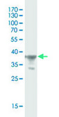 Monoclonal Anti-SDCBP antibody produced in mouse clone 2C12, purified immunoglobulin, buffered aqueous solution