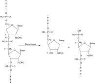 Benzonase® suitable for biopharmaceutical production EMPROVE® bio