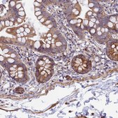 Anti-WDFY4 antibody produced in rabbit Prestige Antibodies® Powered by Atlas Antibodies, affinity isolated antibody, buffered aqueous glycerol solution