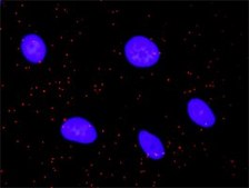Monoclonal Anti-STK4 antibody produced in mouse clone 4F4, purified immunoglobulin, buffered aqueous solution