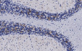 Anti-VGLUT2 Antibody, clone 3C2, ZooMAb® Rabbit Monoclonal recombinant, expressed in HEK 293 cells