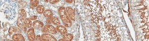 Anti-SK2 (KCa2.2) Antibody, clone K78/29 clone K78/29, from mouse