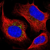 Anti-STK11IP antibody produced in rabbit Prestige Antibodies® Powered by Atlas Antibodies, affinity isolated antibody, buffered aqueous glycerol solution