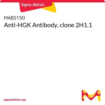 Anti-HGK Antibody, clone 2H1.1