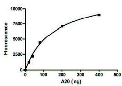 A20 human recombinant, expressed in baculovirus infected Sf9 cells, ≥20% (SDS-PAGE)