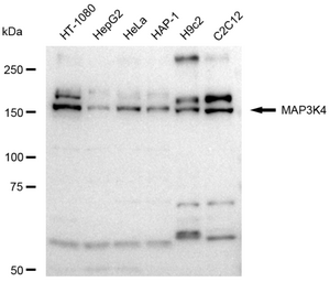 Anti MAP3K4 Antibody, clone 23GB4045, Rabbit Monoclonal clone 23GB4045, recombinant rabbit monoclonal, expressed in HEK293 cells