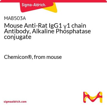 Mouse Anti-Rat IgG1 &#947;1 chain Antibody, Alkaline Phosphatase conjugate Chemicon&#174;, from mouse