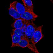 Anti-BEND4 antibody produced in rabbit Prestige Antibodies® Powered by Atlas Antibodies, affinity isolated antibody, buffered aqueous glycerol solution