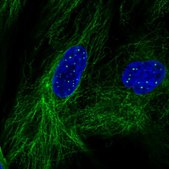 Anti-KCNE4 antibody produced in rabbit Prestige Antibodies® Powered by Atlas Antibodies, affinity isolated antibody, buffered aqueous glycerol solution