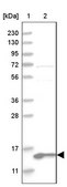 Anti-MRPL41 antibody produced in rabbit Prestige Antibodies® Powered by Atlas Antibodies, affinity isolated antibody, buffered aqueous glycerol solution, Ab1