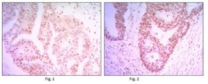 Anti-THAP11 Antibody, clone 3F3 ascites fluid, clone 3F3, from mouse