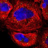 抗EIF4ENIF1抗体 ウサギ宿主抗体 Ab1, Prestige Antibodies® Powered by Atlas Antibodies, affinity isolated antibody, buffered aqueous glycerol solution