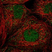 Anti-PELI3 antibody produced in rabbit Prestige Antibodies® Powered by Atlas Antibodies, affinity isolated antibody, buffered aqueous glycerol solution