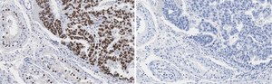 Anti-Nanog Antibody, clone 4C17 ZooMAb® Rabbit Monoclonal recombinant, expressed in HEK 293 cells