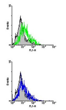Anti-Integrin beta7 Antibody, clone TN114 clone TN114, from hamster(Armenian)