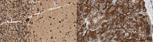 Anti-GRP-78 from rabbit, purified by affinity chromatography
