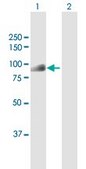 Anti-DTL antibody produced in rabbit purified immunoglobulin, buffered aqueous solution