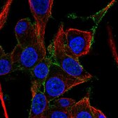 Anti-FAM171A1 antibody produced in rabbit Prestige Antibodies® Powered by Atlas Antibodies, affinity isolated antibody, buffered aqueous glycerol solution