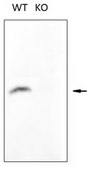Anti-Histone H2B type 2-E (H2be) Antibody from rabbit, purified by affinity chromatography