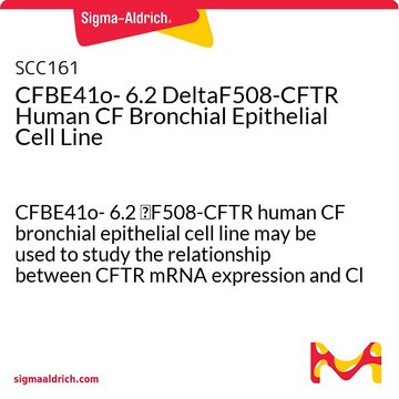 CFBE41o- 6.2 DeltaF508-CFTR Human CF Bronchial Epithelial Cell Line CFBE41o- 6.2 &#916;F508-CFTR human CF bronchial epithelial cell line may be used to study the relationship between CFTR mRNA expression and Cl transport function.