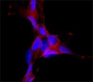 Anti-SNAP-25 antibody produced in rabbit IgG fraction of antiserum, buffered aqueous solution