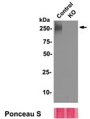 Anti-BPTF (VCU19) from rabbit, purified by affinity chromatography