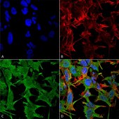 Monoclonal Anti-Qki - Atto 390 antibody produced in mouse clone S147-6, purified immunoglobulin
