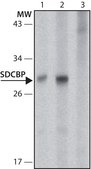Anti-SDCBP antibody produced in rabbit ~1.0 mg/mL, affinity isolated antibody, buffered aqueous solution
