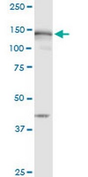 Anti-MSH6 Mouse mAb (1F2) liquid, clone 1F2, Calbiochem&#174;