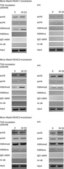 Anti-monomethyl-Histone H3 (Lys9) Antibody Upstate®, from rabbit