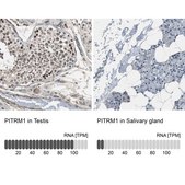 Anti-PITRM1 antibody produced in rabbit Ab1, Prestige Antibodies® Powered by Atlas Antibodies, affinity isolated antibody, buffered aqueous glycerol solution